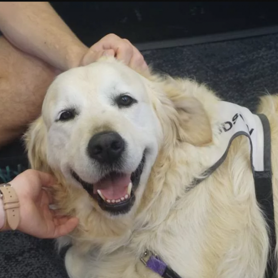 PAWS pet therapy