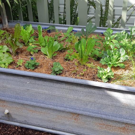 Wicking Bed