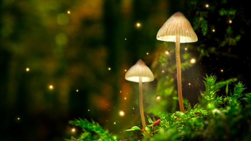 fairies