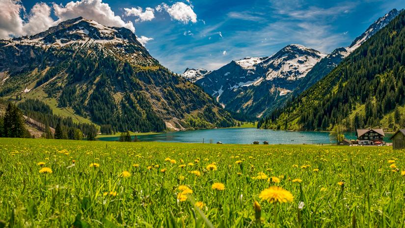 Spring Flowers with Snowy Mountain in the backgroud