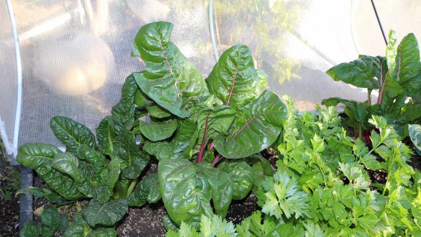 organic vegie garden organic vegie garden