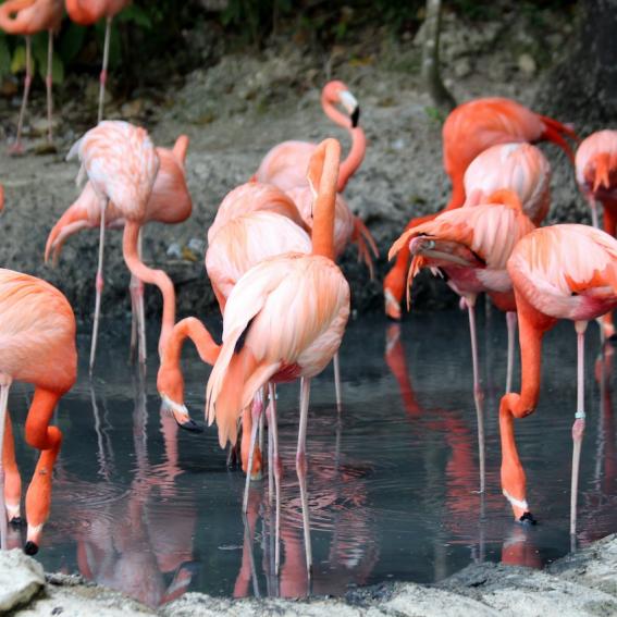 Zoo Flamingos