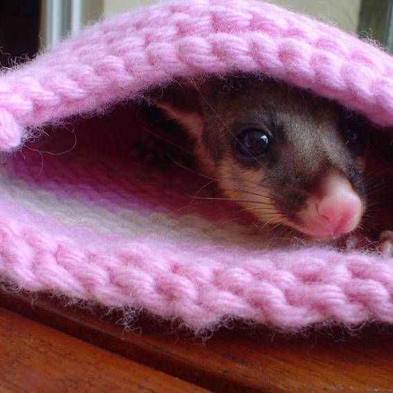 baby possum peeking through pink blanket