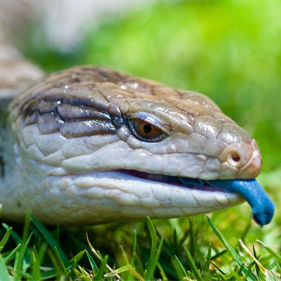 Blue tongue lizard in the grass sticking out its blue tongue.