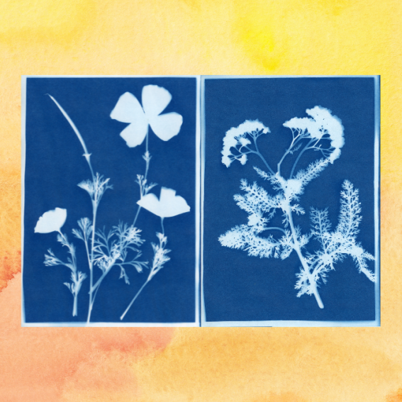 Cyanotype and watercolour