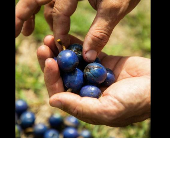Blue Quandong