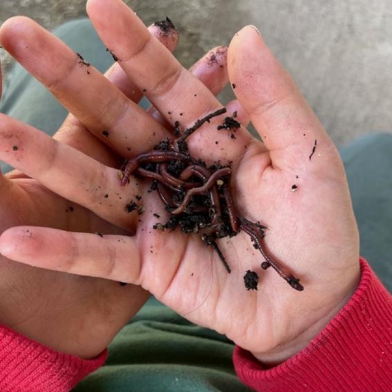 child holding compost worms
