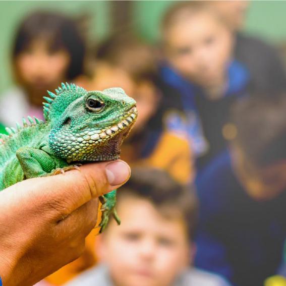 Iguana