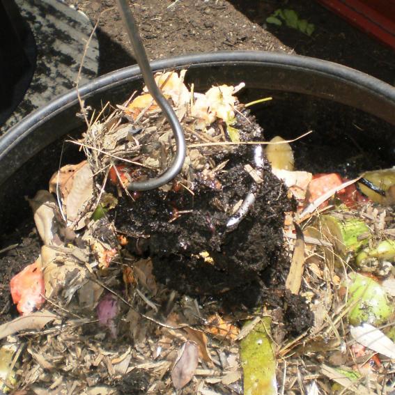 Compost & Worms Workshop