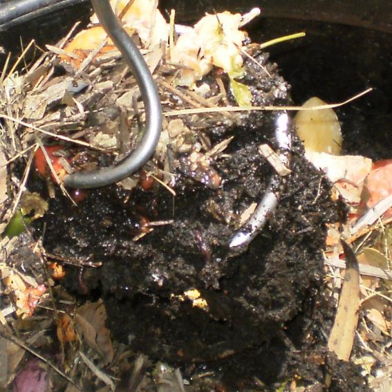 Kimbriki Composting and Worms