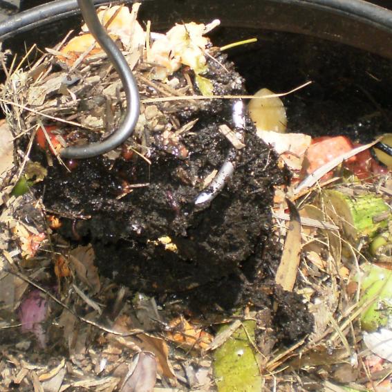 Kimbriki Composting & Worms