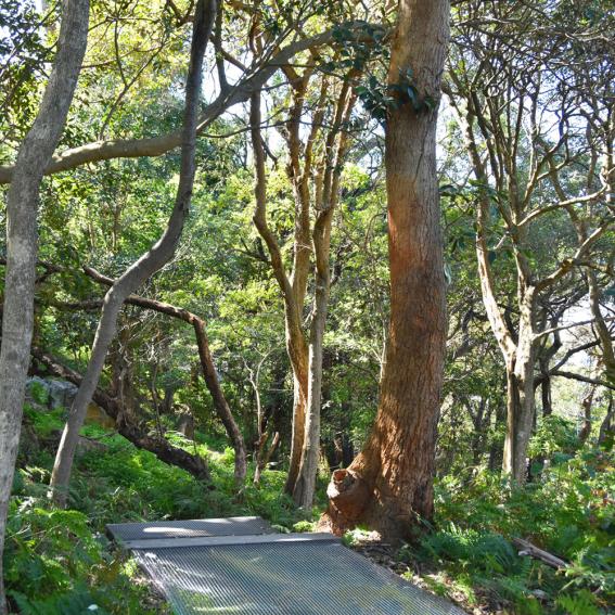 Bradleys Head First Nations Walk