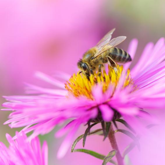 Organic Garden Pest Control