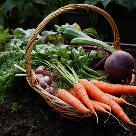 Organic Veggie Gardening
