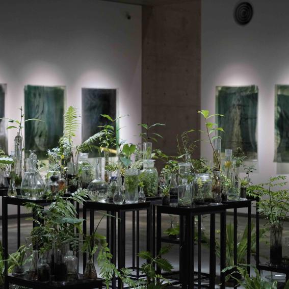 Image: Janet Laurence, The force that through the green fuse drives the flower, 2021, plinths, lab glass, live indoor plants. Image courtesy the artist and Dominik Mersch Gallery, Sydney, Arc One Gallery, Melbourne © the artist