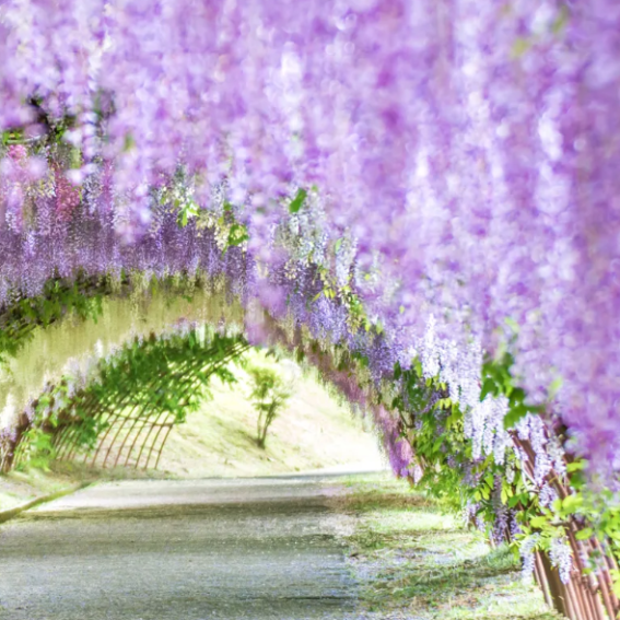 Wisteria tunnel