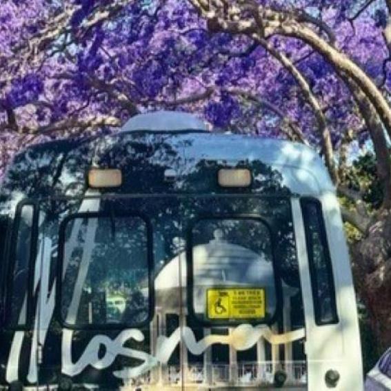 Mosman Community Bus parked under a Jacaranda tree