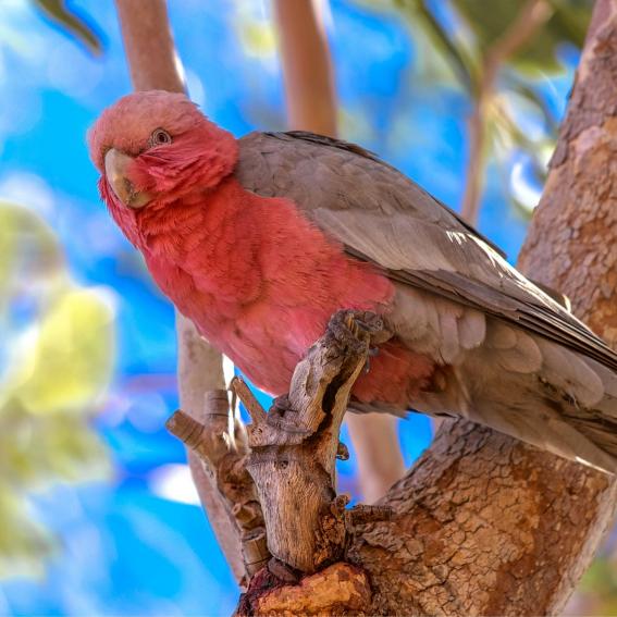 Galah sitting on a tree branch.