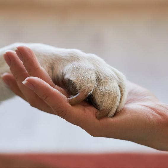 Dog paw shaking human hand.