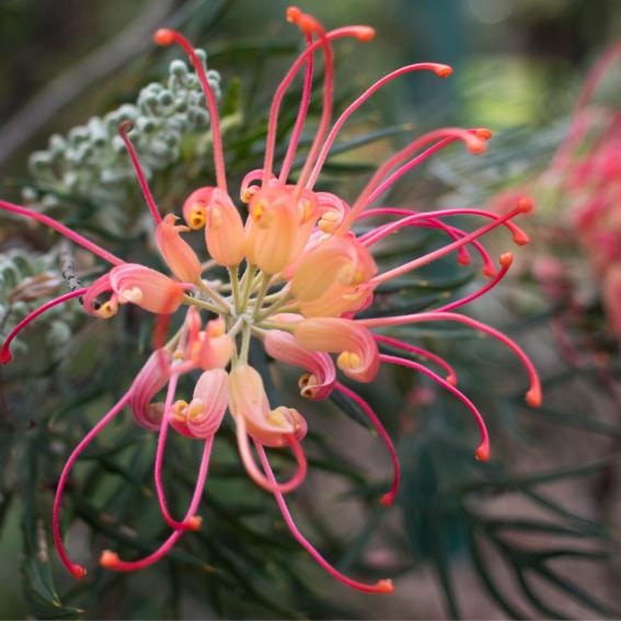 Red Grevillea bush with a Bush to Bowl logo.