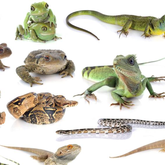 Variety of Australian reptiles and amphibians.