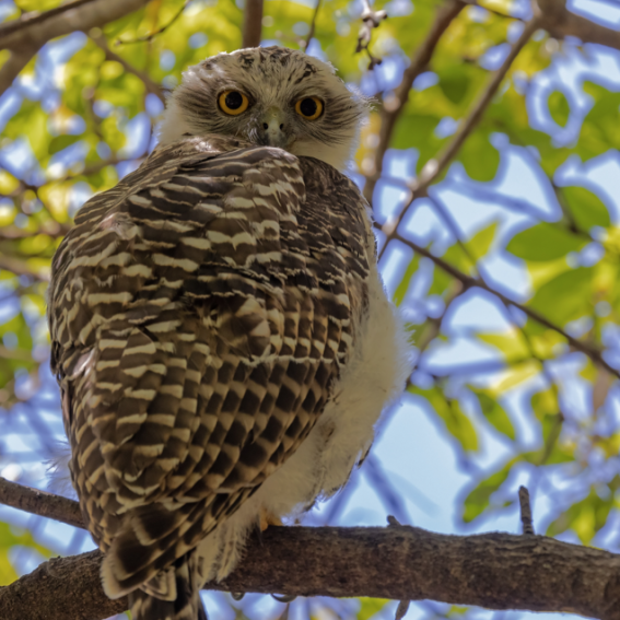 Wild Wonders of Mosman