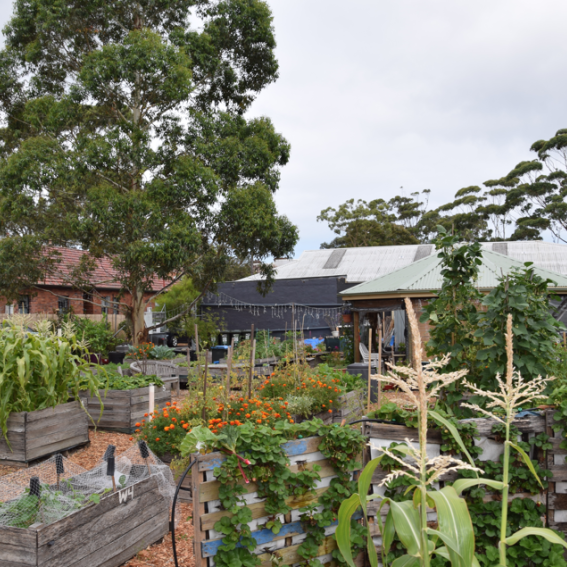 Mosman Community Garden