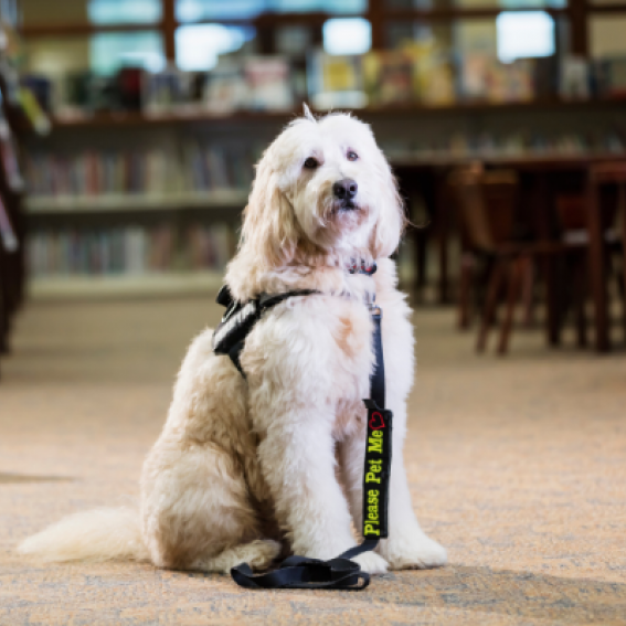 A pet therapy dog