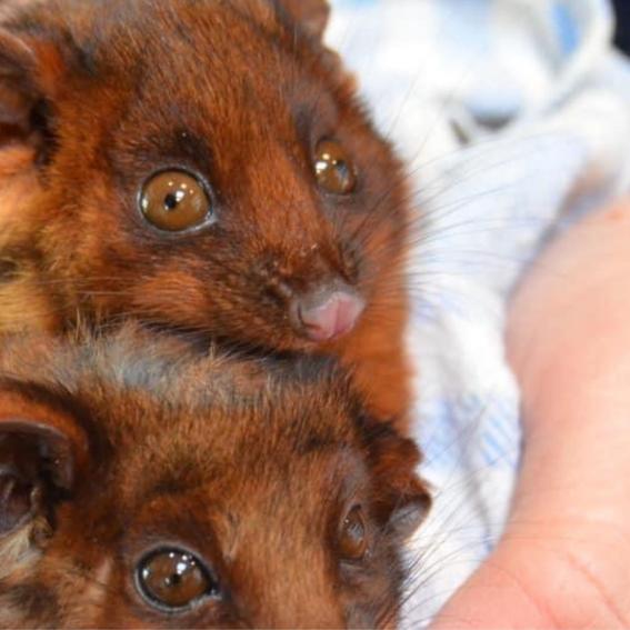 Two small mammals in a blanket.