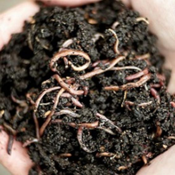 Compost Worms