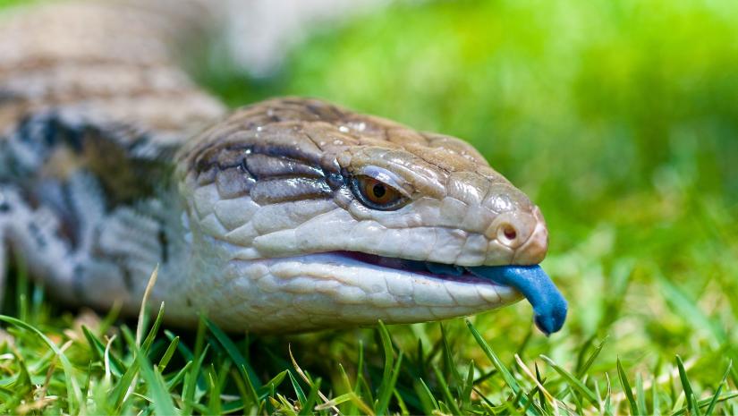 Blue tongue lizard in the grass sticking out its blue tongue.