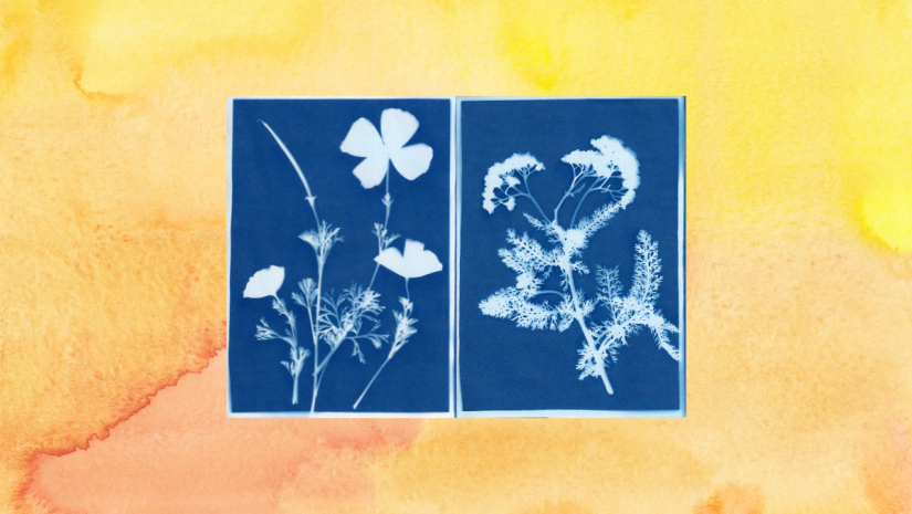 Cyanotype and watercolour