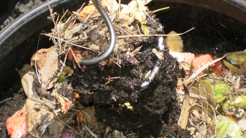 Compost & Worms Workshop