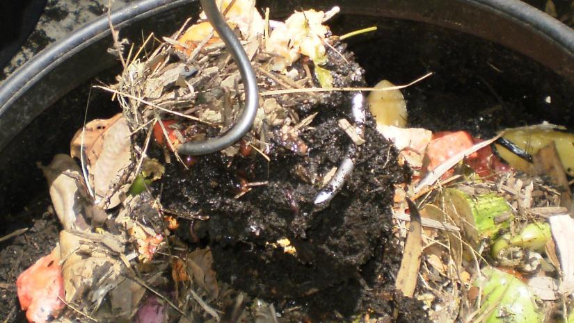 Kimbriki Composting and Worms