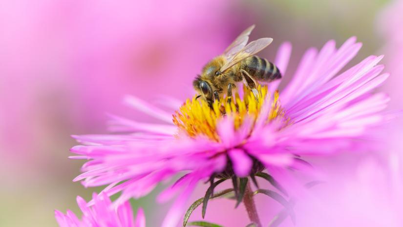 Organic Garden Pest Control Organic Garden Pest Control