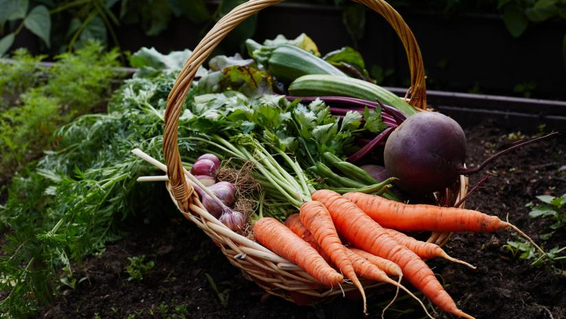 Organic Veggie Gardening Organic Veggie Gardening