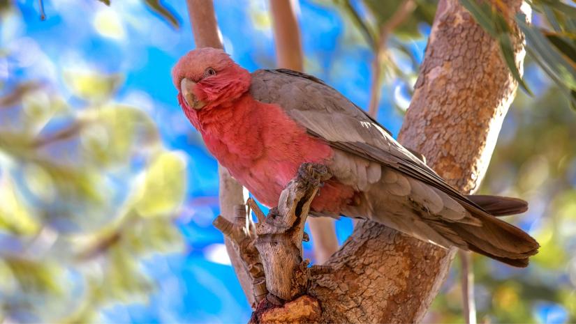 Galah sitting on a tree branch.