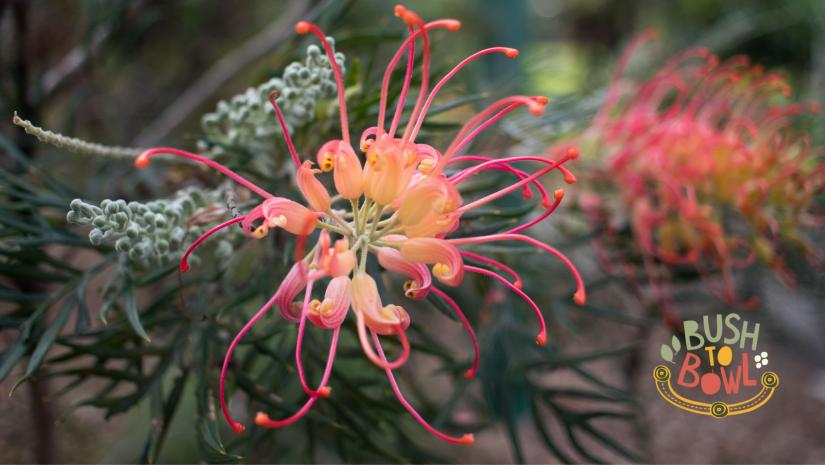 Red Grevillea bush with a Bush to Bowl logo.