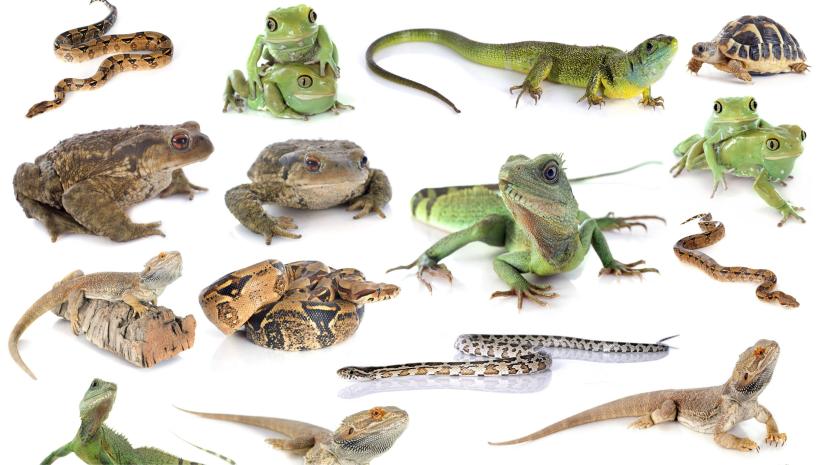 Variety of Australian reptiles and amphibians.