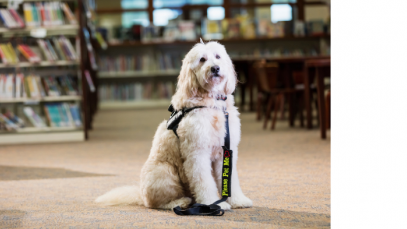 A pet therapy dog