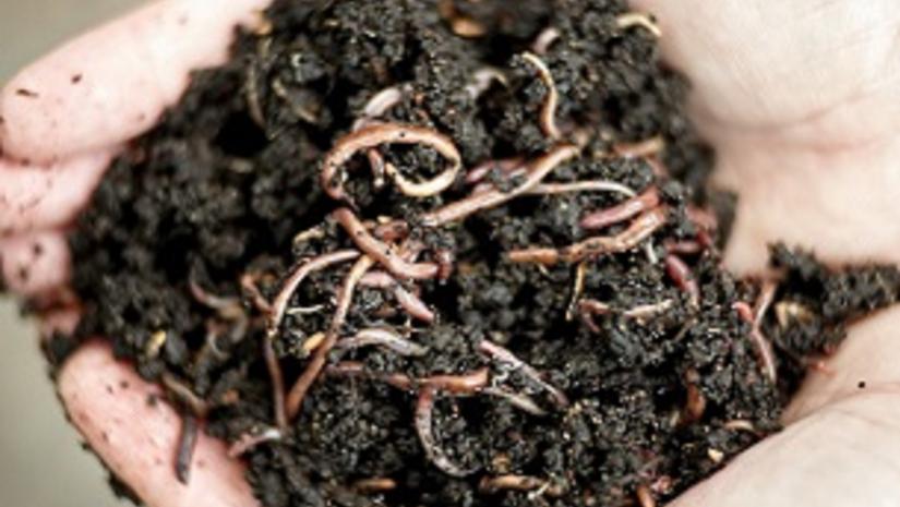 compost worms compost worms